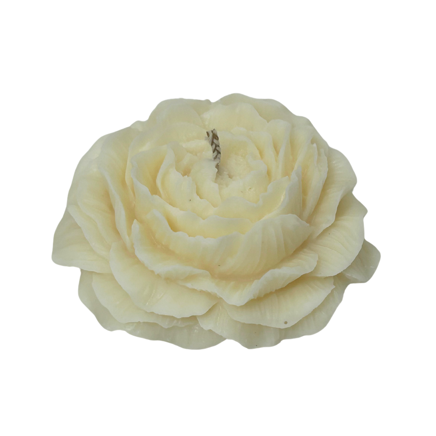 Cream-colored peony candle on a white background
